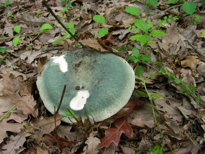 2)Fotografati il12.06.2012. sotto Quercia (bosco asciutto)